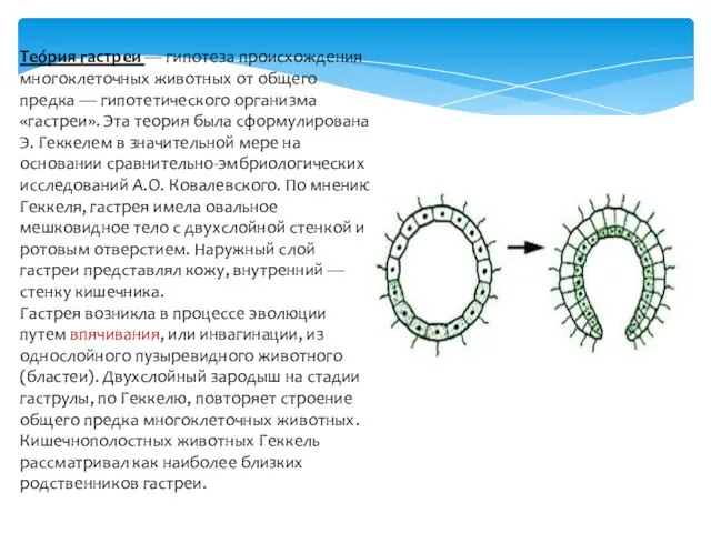 Тео́рия гастреи — гипотеза происхождения многоклеточных животных от общего предка — гипотетического