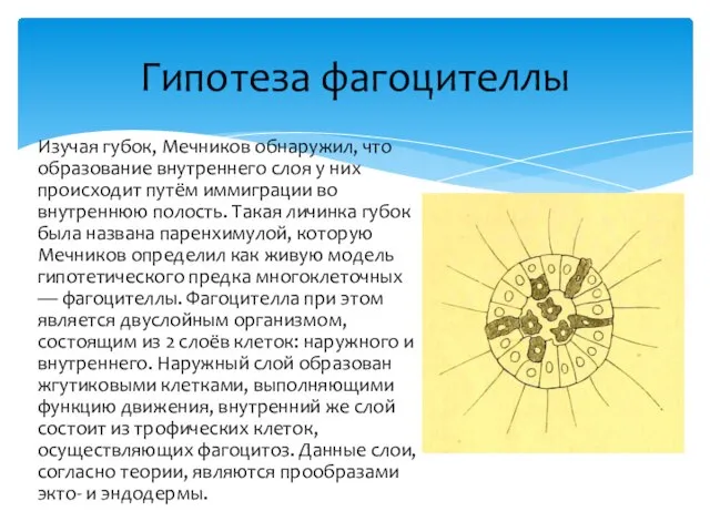 Изучая губок, Мечников обнаружил, что образование внутреннего слоя у них происходит путём