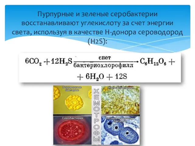Пурпурные и зеленые серобактерии восстанавливают углекислоту за счет энергии света, используя в качестве Н-донора сероводород (H2S):