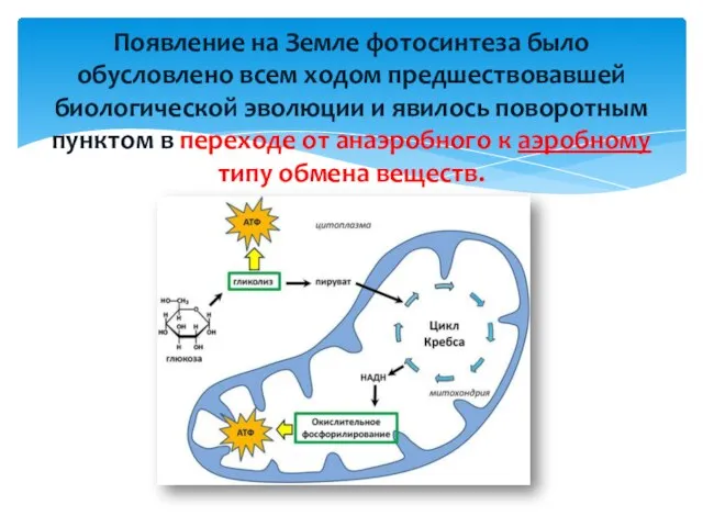 Появление на Земле фотосинтеза было обусловлено всем ходом предшествовавшей биологической эволюции и