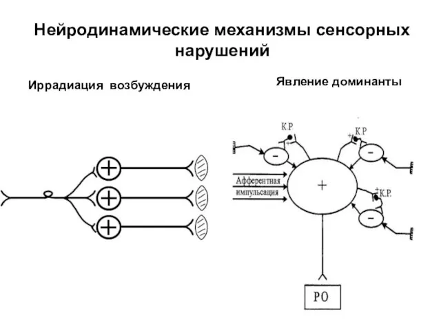 Нейродинамические механизмы сенсорных нарушений Явление доминанты Иррадиация возбуждения