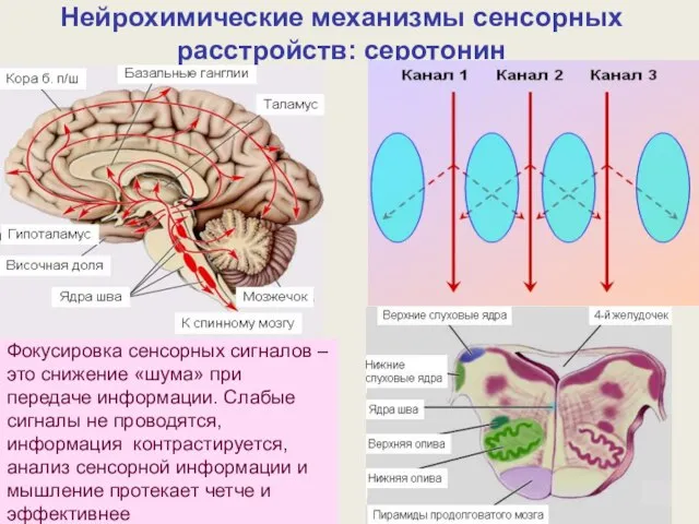 Нейрохимические механизмы сенсорных расстройств: серотонин Фокусировка сенсорных сигналов – это снижение «шума»