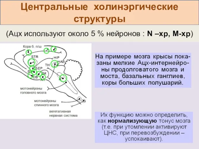 Центральные холинэргические структуры (Ацх используют около 5 % нейронов : N –хр, М-хр)