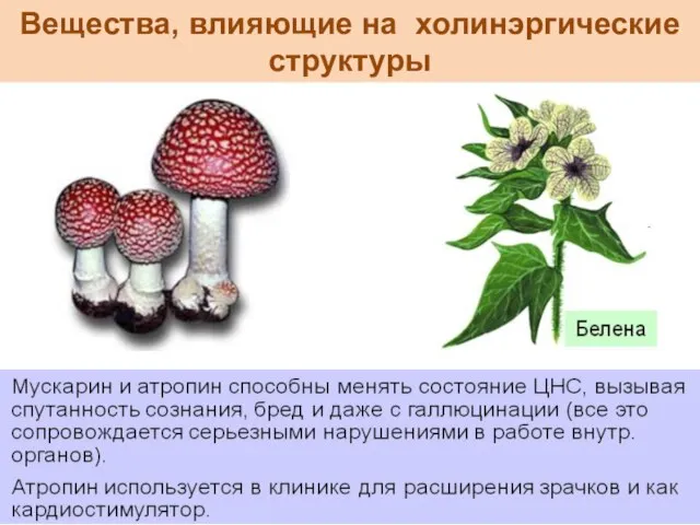 Вещества, влияющие на холинэргические структуры