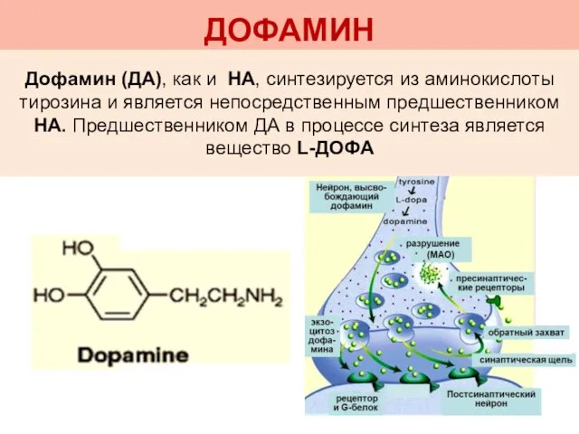 ДОФАМИН Дофамин (ДА), как и НА, синтезируется из аминокислоты тирозина и является