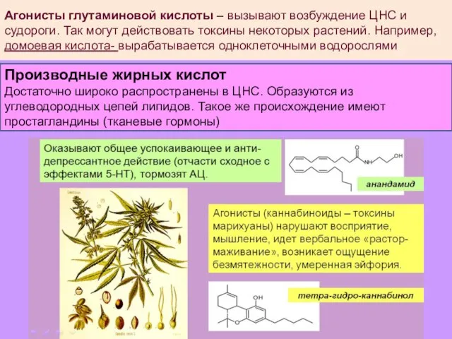 Агонисты глутаминовой кислоты – вызывают возбуждение ЦНС и судороги. Так могут действовать