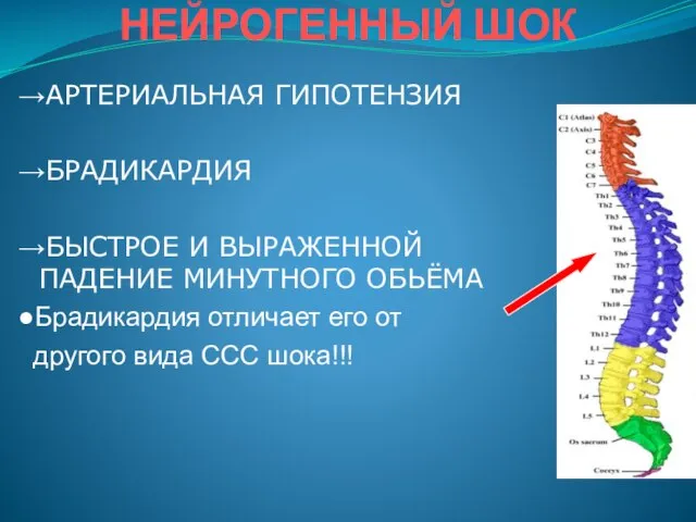 НЕЙРОГЕННЫЙ ШОК →АРТЕРИАЛЬНАЯ ГИПОТЕНЗИЯ →БРАДИКАРДИЯ →БЫСТРОЕ И ВЫРАЖЕННОЙ ПАДЕНИЕ МИНУТНОГО ОБЬЁМА ●Брадикардия