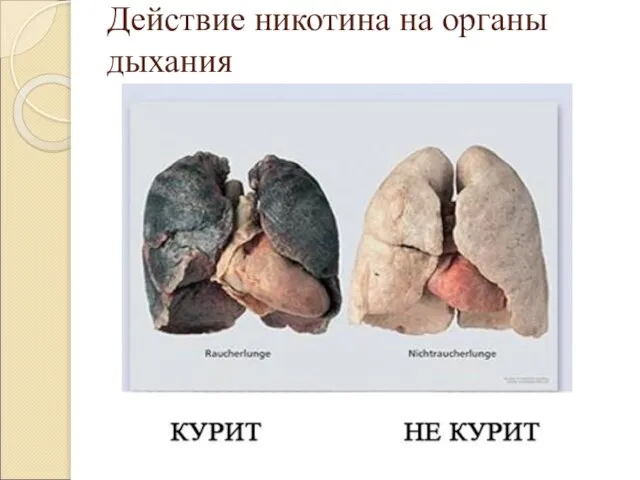 Действие никотина на органы дыхания