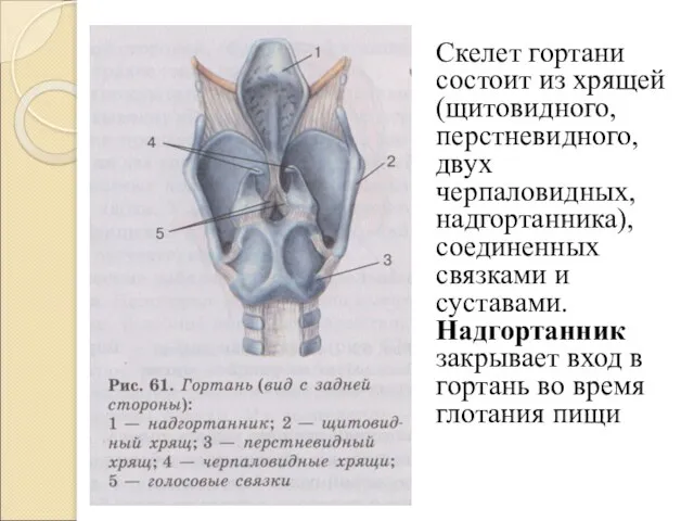 Скелет гортани состоит из хрящей (щитовидного, перстневидного, двух черпаловидных, надгортанника), соединенных связками