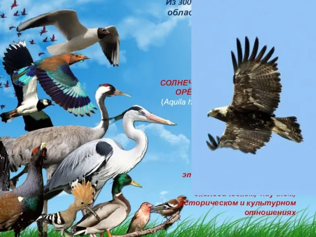 Из 300 видов птиц Ульяновской области лишь одна удостоена почетного звания «природный