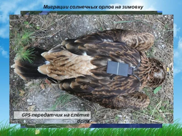 Миграции солнечных орлов на зимовку GPS-передатчик на слётке орла