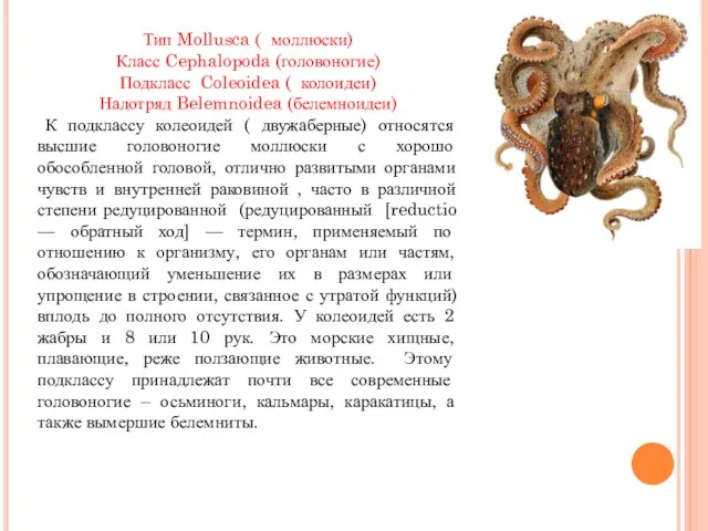 Тип Mollusca ( моллюски) Класс Cephalopoda (головоногие) Подкласс Coleoidea ( колоидеи) Надотряд