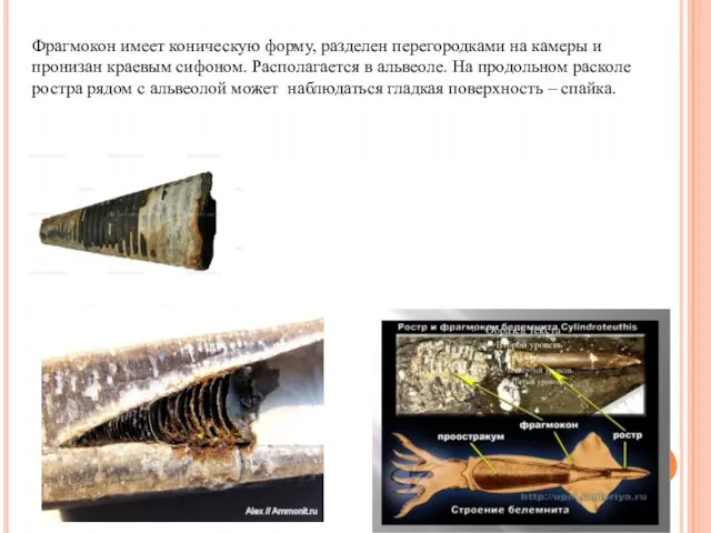 Фрагмокон имеет коническую форму, разделен перегородками на камеры и пронизан краевым сифоном.