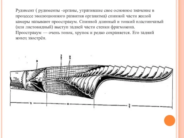 Рудимент ( рудименты -органы, утратившие свое основное значение в процессе эволюционного развития