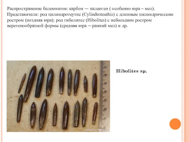 Распространение белемнитов: карбон — палеоген ( особенно юра – мел). Представители: род