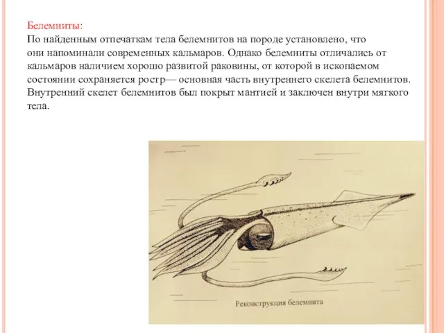 Белемниты: По найденным отпечаткам тела белемнитов на породе установлено, что они напоминали