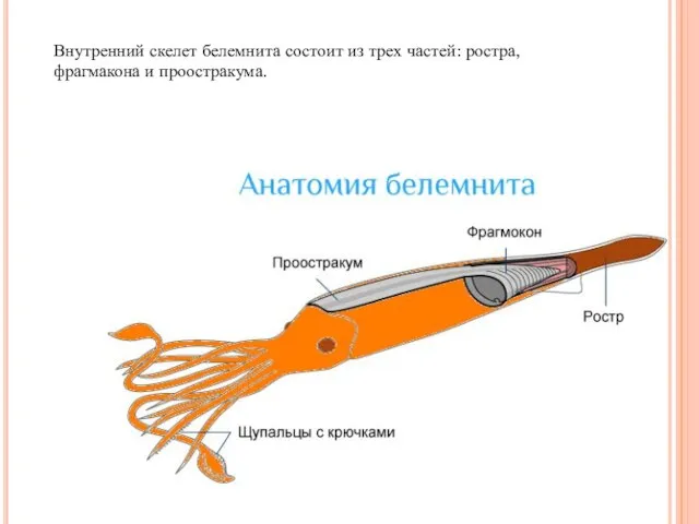 Внутренний скелет белемнита состоит из трех частей: ростра, фрагмакона и проостракума.