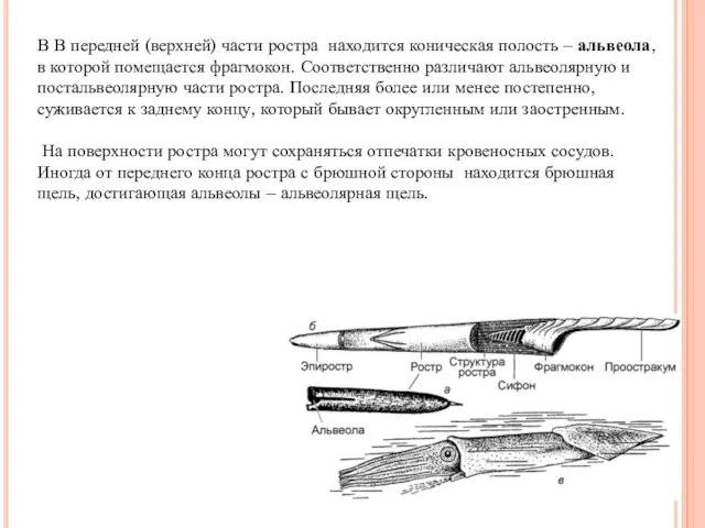 В В передней (верхней) части ростра находится коническая полость – альвеола, в