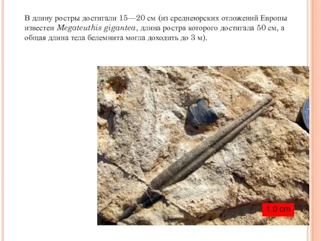 В длину ростры достигали 15—20 см (из среднеюрских отложений Европы известен Megateuthis