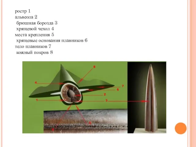 ростр 1 альвеола 2 брюшная борозда 3 хрящевой чехол 4 места крепления