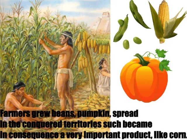 Farmers grew beans, pumpkin, spread in the conquered territories such became in