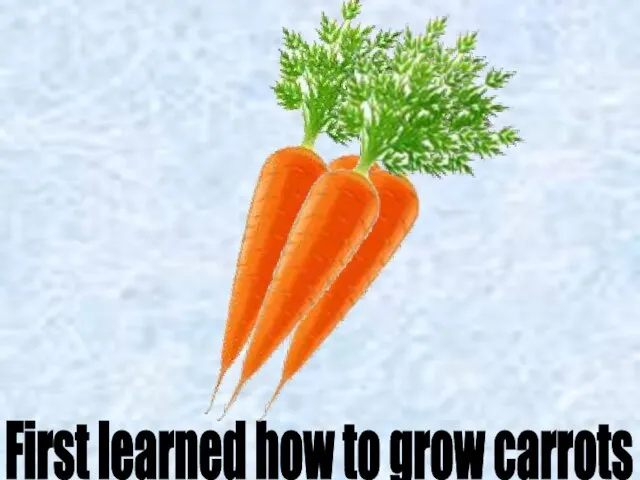 First learned how to grow carrots