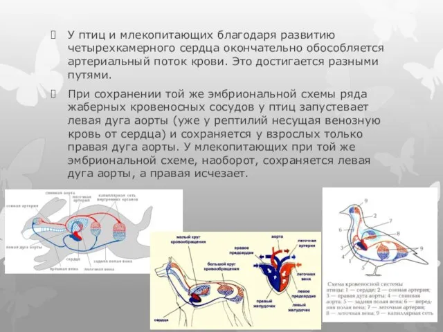 У птиц и млекопитающих благодаря развитию четырехкамерного сердца окончательно обособляется артериальный поток