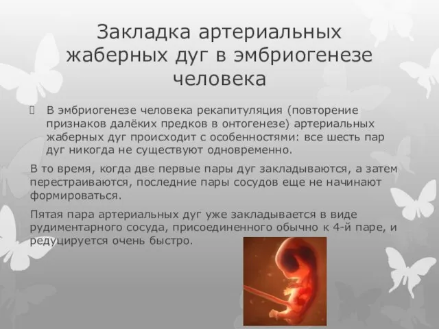 Закладка артериальных жаберных дуг в эмбриогенезе человека В эмбриогенезе человека рекапитуляция (повторение