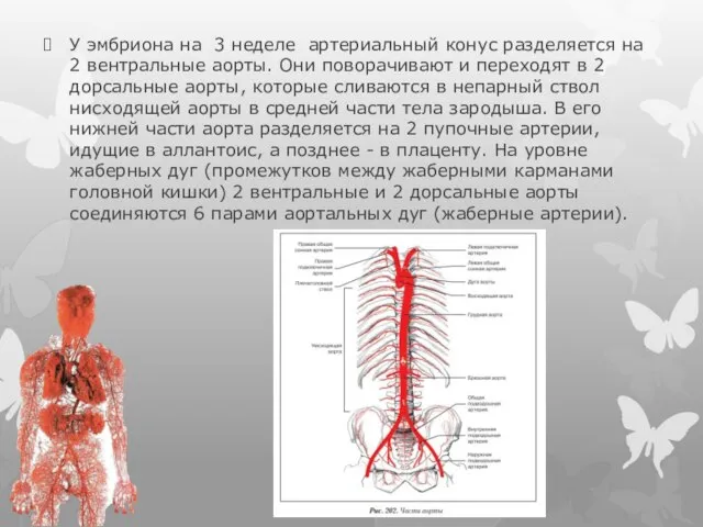 У эмбриона на 3 неделе артериальный конус разделяется на 2 вентральные аорты.