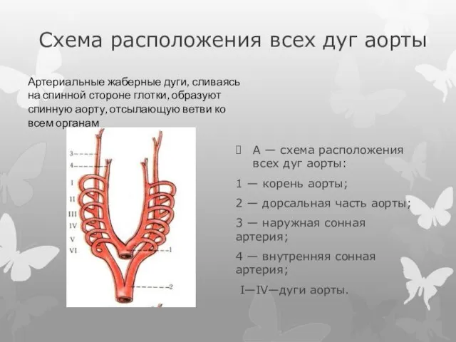 Схема расположения всех дуг аорты А — схема расположения всех дуг аорты: