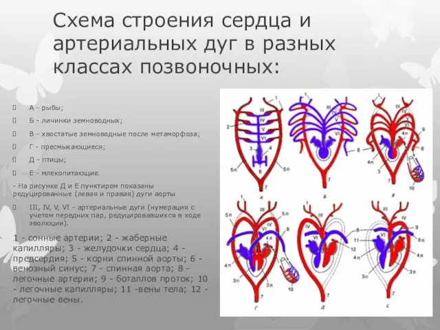 Схема строения сердца и артериальных дуг в разных классах позвоночных: А -