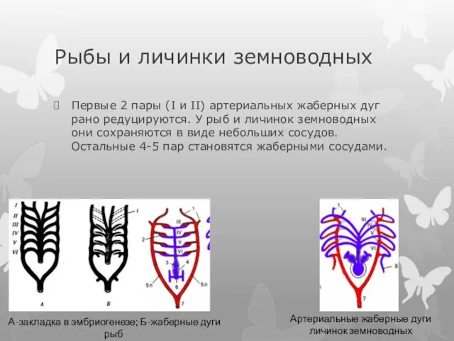 Рыбы и личинки земноводных Первые 2 пары (I и II) артериальных жаберных
