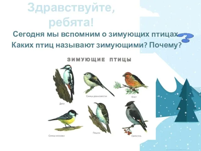 Здравствуйте, ребята! Сегодня мы вспомним о зимующих птицах. Каких птиц называют зимующими? Почему?