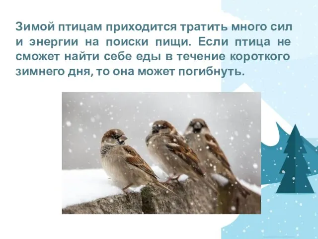 Зимой птицам приходится тратить много сил и энергии на поиски пищи. Если