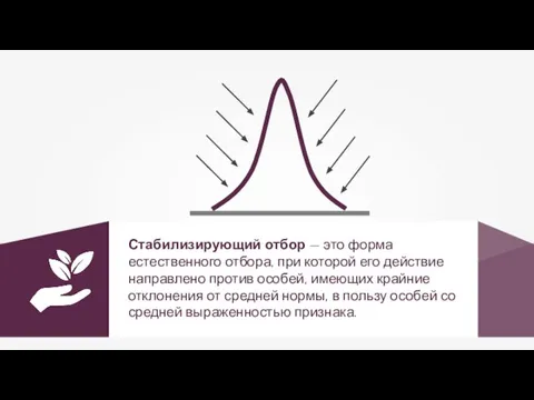 Стабилизирующий отбор — это форма естественного отбора, при которой его действие направлено