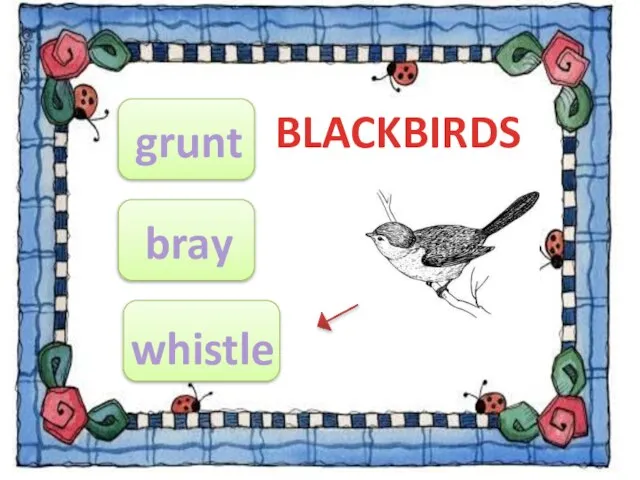 BLACKBIRDS bray whistle grunt