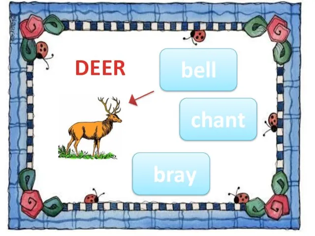 DEER bray bell chant