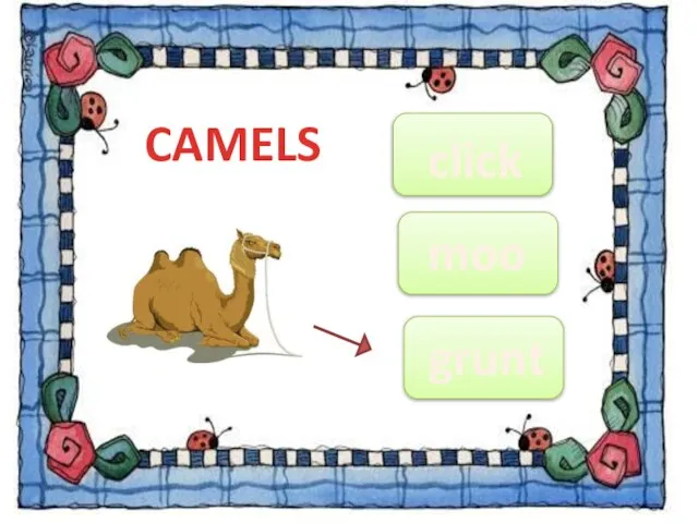 CAMELS grunt moo click
