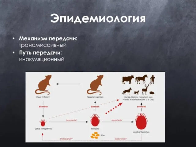 Эпидемиология Механизм передачи: трансмиссивный Путь передачи: инокуляционный