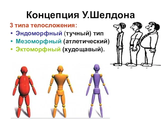 Концепция У.Шелдона 3 типа телосложения: Эндоморфный (тучный) тип Мезоморфный (атлетический) Эктоморфный (худощавый).
