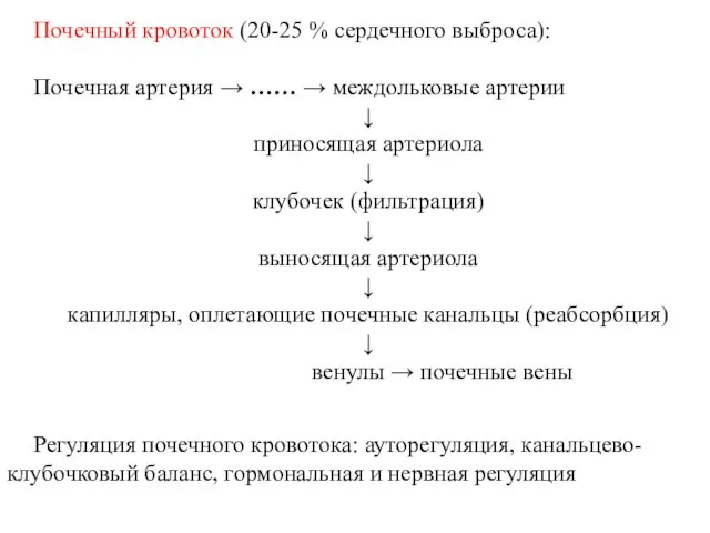 Почечный кровоток (20-25 % сердечного выброса): Почечная артерия → …… → междольковые