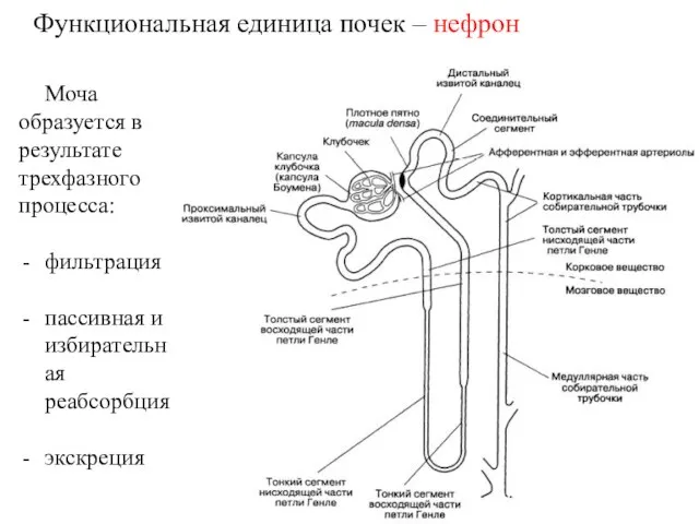 Функциональная единица почек – нефрон Моча образуется в результате трехфазного процесса: фильтрация