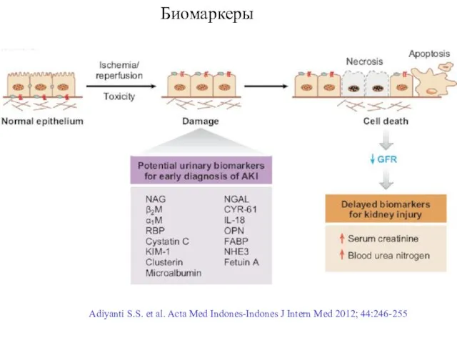 Adiyanti S.S. et al. Acta Med Indones-Indones J Intern Med 2012; 44:246-255 Биомаркеры