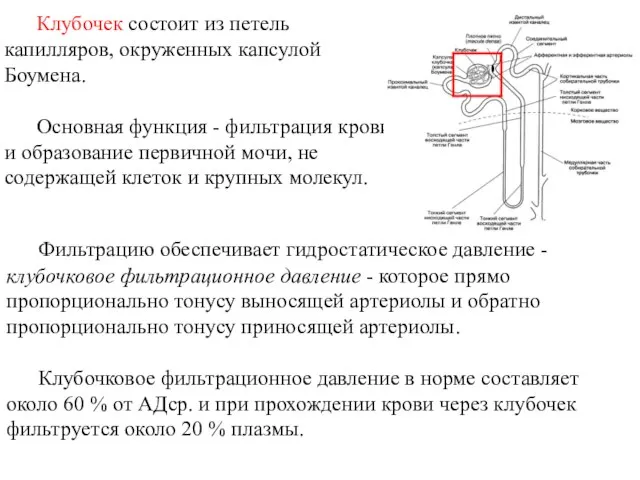 Клубочек состоит из петель капилляров, окруженных капсулой Боумена. Основная функция - фильтрация