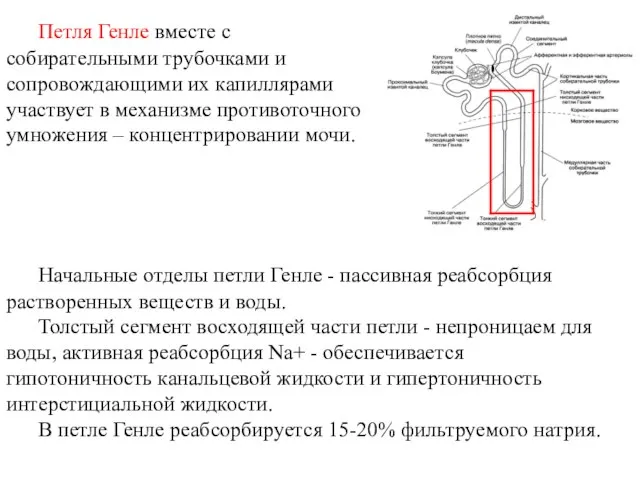 Петля Генле вместе с собирательными трубочками и сопровождающими их капиллярами участвует в