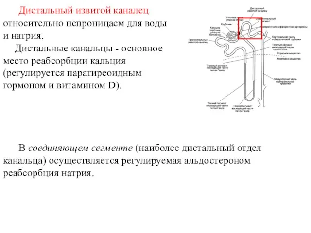 Дистальный извитой каналец относительно непроницаем для воды и натрия. Дистальные канальцы -