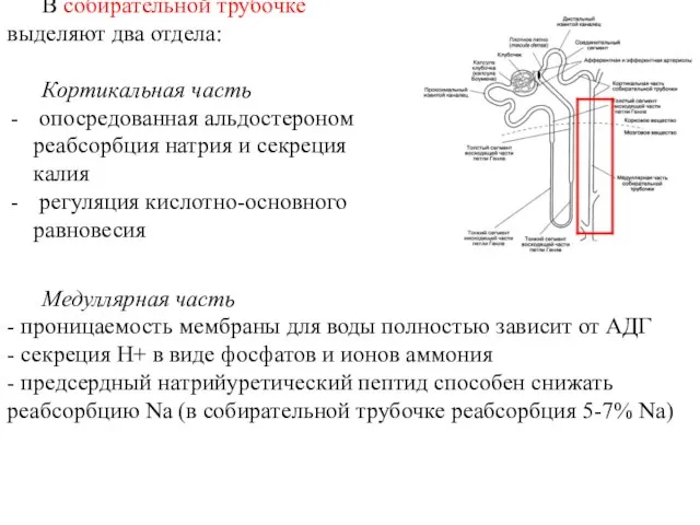 В собирательной трубочке выделяют два отдела: Кортикальная часть опосредованная альдостероном реабсорбция натрия