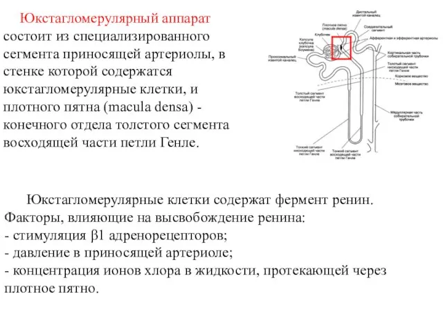 Юкстагломерулярный аппарат состоит из специализированного сегмента приносящей артериолы, в стенке которой содержатся