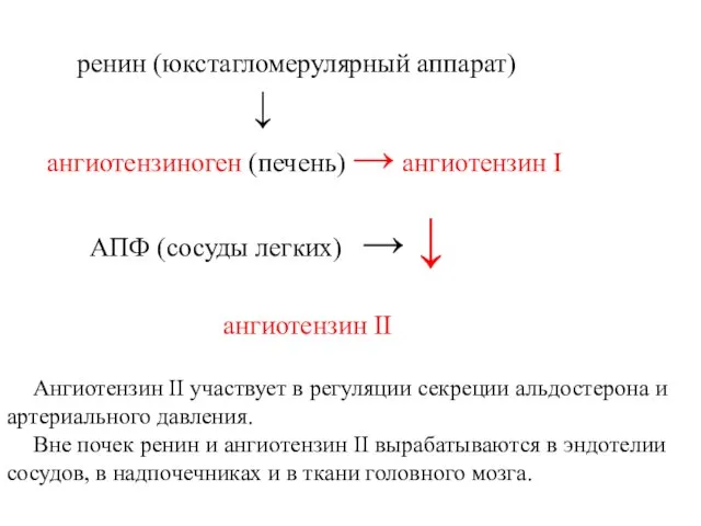 ренин (юкстагломерулярный аппарат) ↓ ангиотензиноген (печень) → ангиотензин I АПФ (сосуды легких)