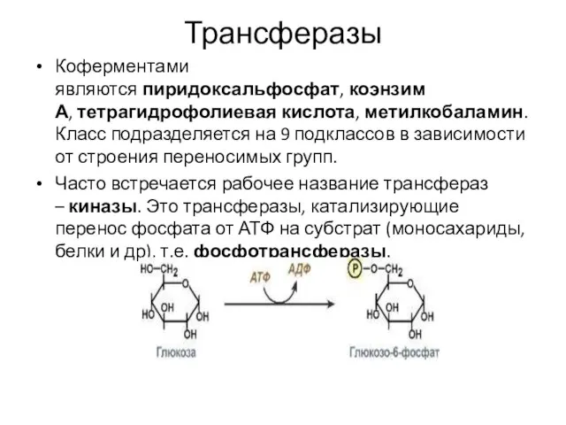 Трансферазы Коферментами являются пиридоксальфосфат, коэнзим А, тетрагидрофолиевая кислота, метилкобаламин. Класс подразделяется на